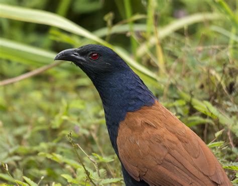 Details : Greater Coucal - BirdGuides