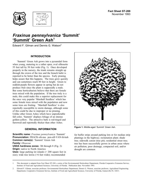 Fraxinus Pennsylvanica Summit Summit Green Ash