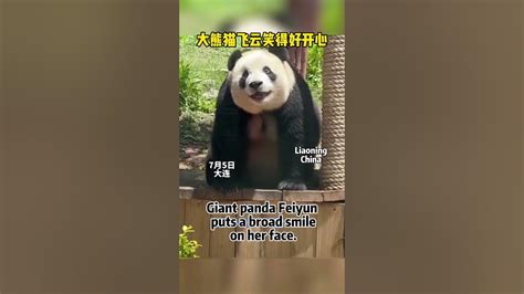 Giant Panda Feiyun Puts A Broad Smile On Her Face Panda Zoo Smile