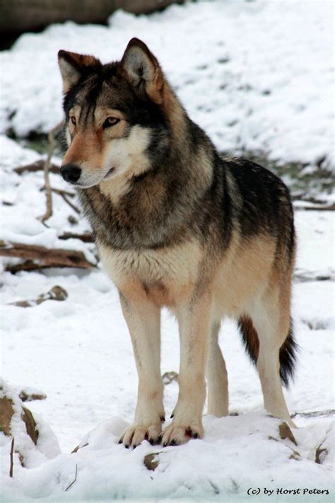 Timber Wolf Timberwolf 3 By Bluesgrass On Deviantart Timber Wolf