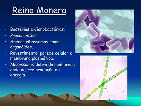 Ppt Reino Monera Powerpoint Presentation Free Download Id4969880
