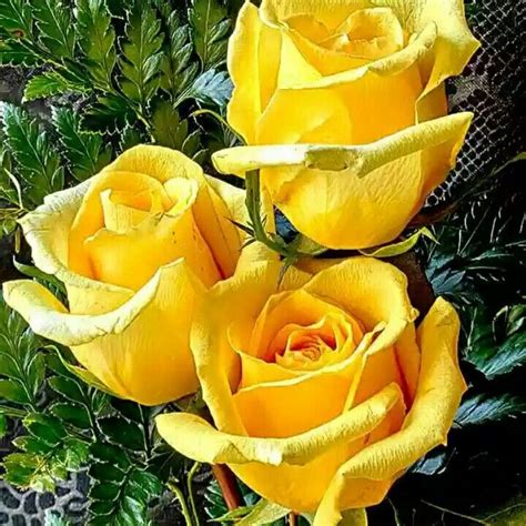 Mawar Kuning Kebun Bunga Mawar Kuning Mawar