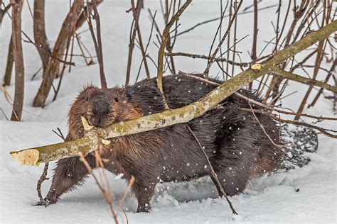 Beaver Food Photograph By Steve Dunsford
