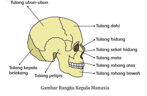 Gambar Kerangka Tubuh Kita Fungsinya Selamat Datang Kelas Bu Asih Gambar Di Rebanas Rebanas