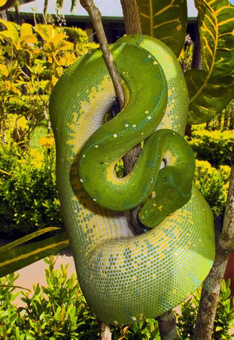 Green Tree Snake Madang Ples Bilong Mi