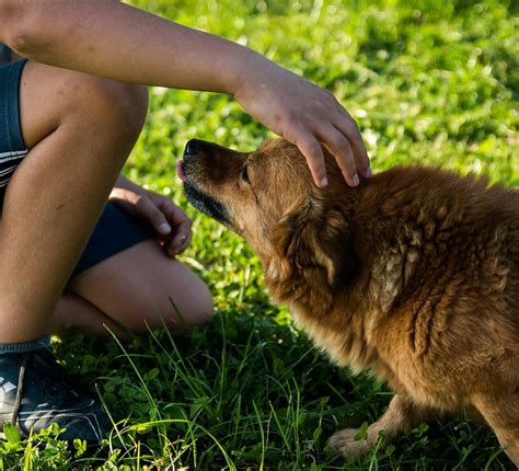 Wie die bindung zum hund stärken? Das Geheimnis der besonderen Beziehung von Mensch und Hund ...