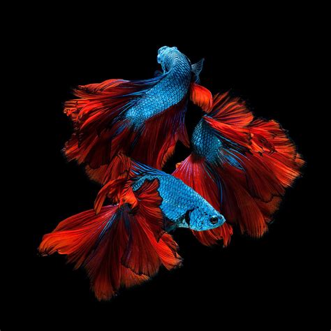 Capture The Moving Moment Of Red Blue Siamese Fighting Fish Isolated On
