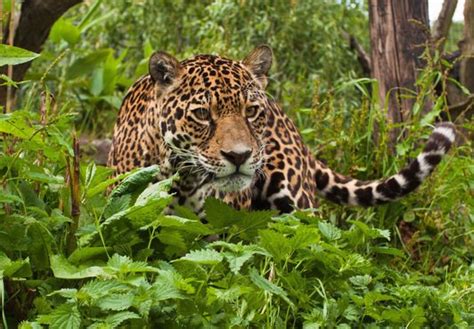 How Do Jaguars Adapt To The Rainforest Poc Our Relationship With