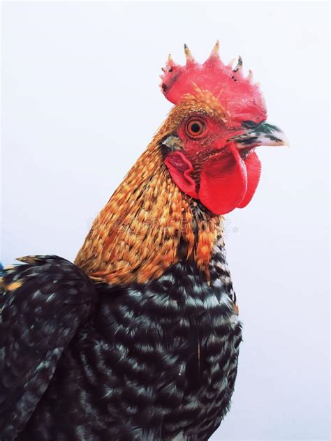 White Cock Rooster Isolated Stock Image Image Of