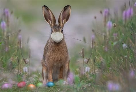 Easter Bunny Free Stock Photo Public Domain Pictures
