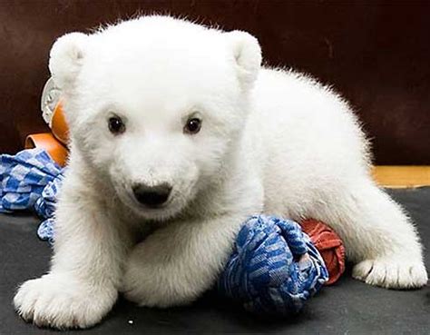 Want to see more posts tagged #polar bear cub? Polar Bear Cubs | Baby Animal Zoo