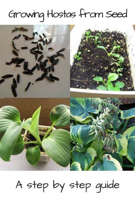 Growing Hostas From Seed Art Of Natural Living Hosta Plants Shade