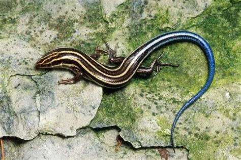 13 Skinks In Florida With Pictures Wildlife Informer