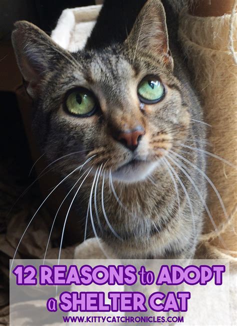 Before you go to the shelter, create a special spot in your home to make kitty feel. Adopt-a-Shelter-Cat Month: 12 Reasons to Adopt a Shelter ...