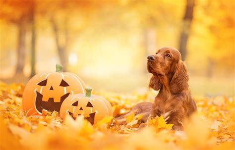 Fall Dogs Wallpapers Wallpaper Cave