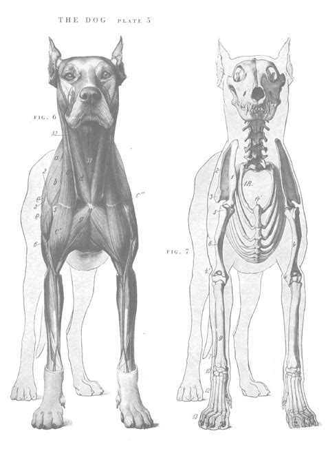 Dog Anatomy Front View Canines Pinterest Animals Dog Anatomy
