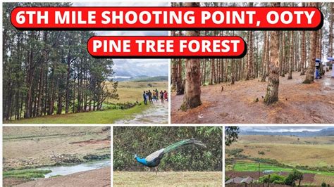 6th Mile Shooting Point Ooty Pine Tree Forest Best Tourist Places