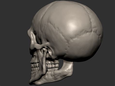 Skull Human 3d Model 3d Printable Cgtrader