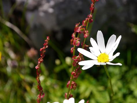 1920x1080 Wallpaper White Daisy Beside Red Petaled Flower Peakpx