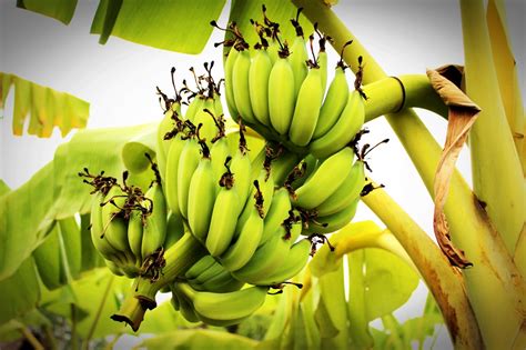 Banana Farming In Nigeria And Africa: Business Plan + Guide