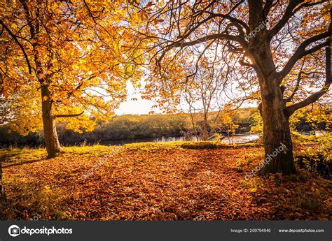 Images Beautiful Fall Scenery Beautiful Golden Autumn Scenery Trees