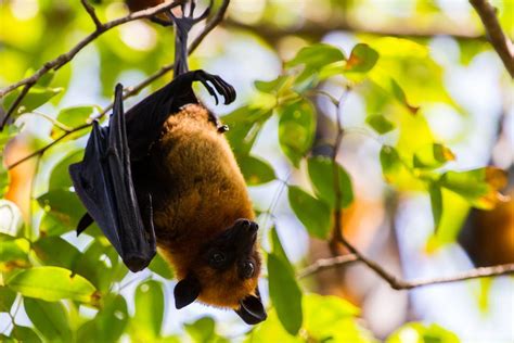 How Bats See In The Dark Debunking The Blindness Myth