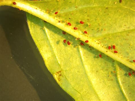 Spider Mite Identification And Control Gardening In The Panhandle