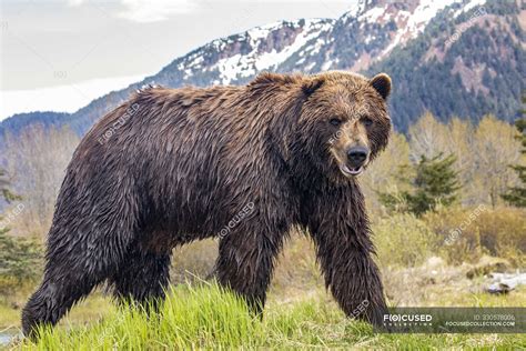 Scenic View Of Majestic Bear At Wild Nature — Danger Wildlife Stock