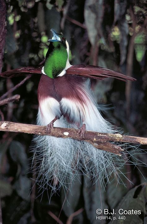 The Emperor Bird Of Paradise Paradisaea Guilielm Also