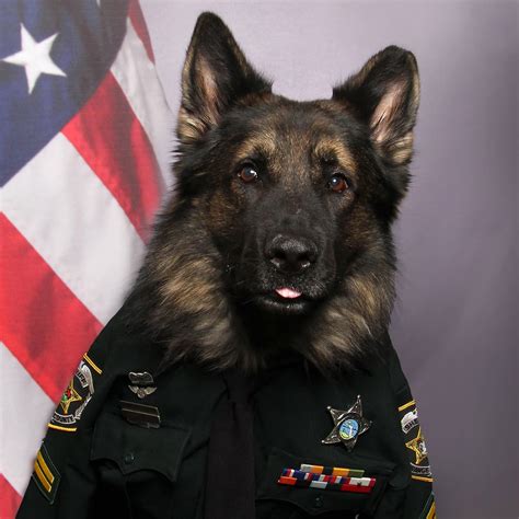 Police Dog Captures Hearts By Dressing In Uniform For His Id Photo