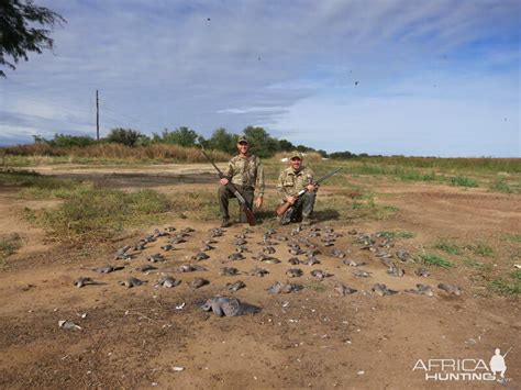 Pigeon Hunting Argentina