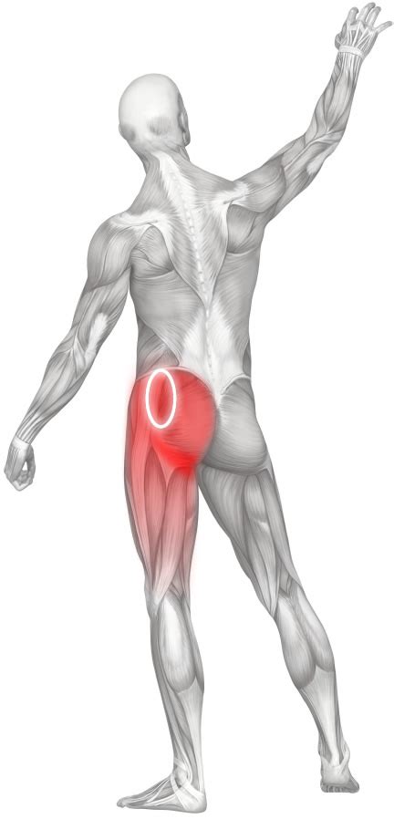Diagram representing the posterior view of the insertion points of the quadriceps muscles and the origins of the leg muscles. Hip pain. Causes, symptoms, treatment Hip pain