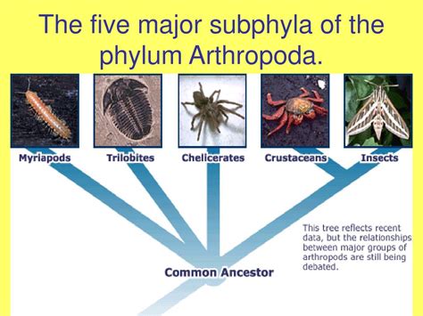 Ppt Chapter Arthropods Chapter Insects Powerpoint Presentation Id