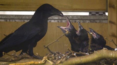 tower of london welcomes first raven chicks in 30 years bbc news