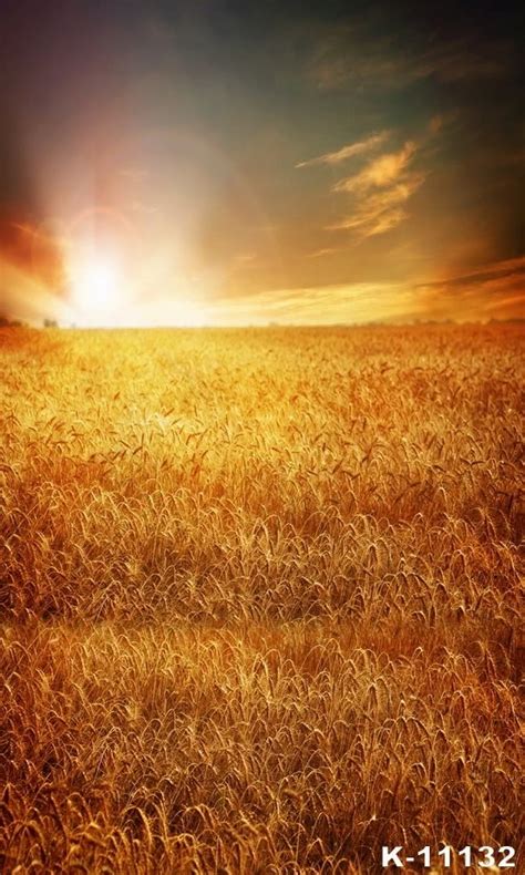 Autumn Fall Golden Wheat Field Sunset Scenic Rustic Backdrops For