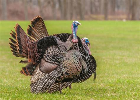 Turkeys Mating Season A Guide To How They Breed And When To Hunt