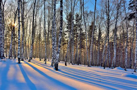 Winter Birch Trees Stock Photos Pictures And Royalty Free Images Istock
