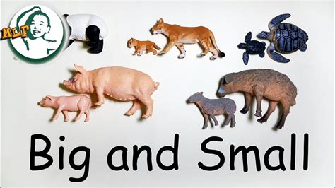 Learn Sizes Big And Small With Baby Animals Youtube