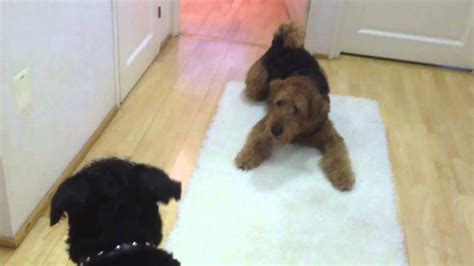 Airedale And Giant Schnauzer Youtube