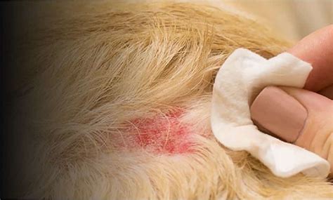 Anche I Cani Possono Avere La Dermatite Ecco Come Curarla Con Alcuni Rimedi Casalinghi Ore
