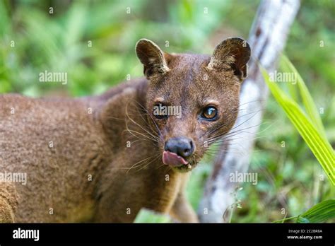 Madagascar Predator Fossa Cryptoprocta Ferox Cat Like Carnivorous