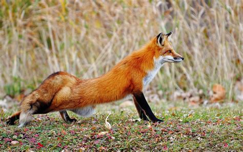 Free Download Animal Wallpaper Of A Beautiful Red Fox Hd Animals