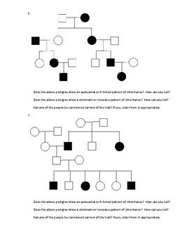 Another way to present the results of a breeding or cross between. 34 Pedigrees Practice Worksheet Answers - Worksheet Resource Plans