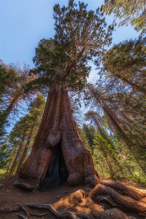 Sequoia National Park Matthew Paulson Photography