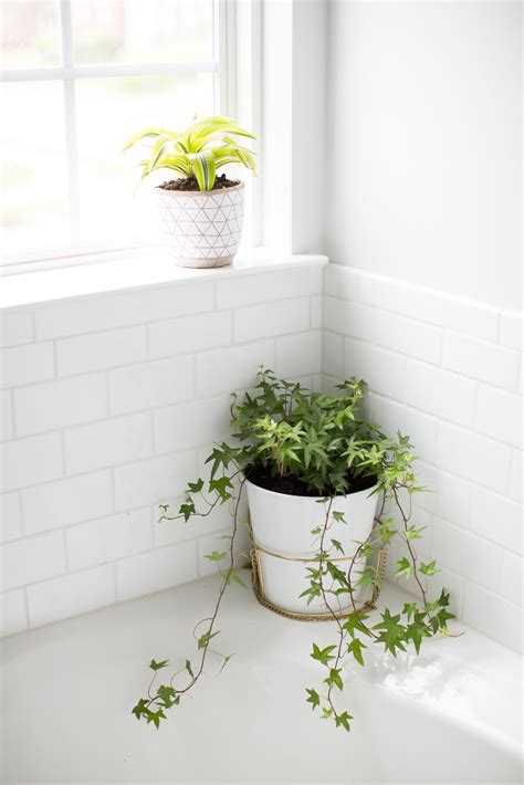 10 Best Plants For The Bathroom Best Bathroom Plants Bathroom Plants