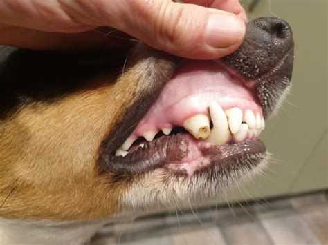 Why Are Broken Teeth A Problem For Our Working Dogs Anexa
