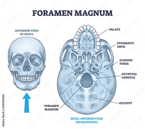 Foramen Magnum Skeletal Bone Hole In Human Skull Anatomy Outline Diagram Labeled Educational