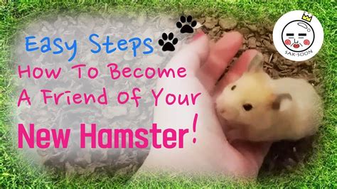 How To Tame A New Hamster Hamster Baby Hamster New Baby Products