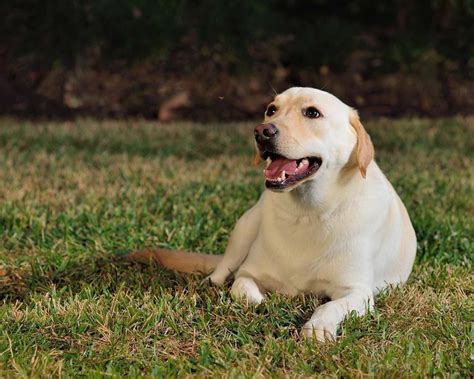 Free Download White Labrador Sitting In Ground At Night 1024x820 For