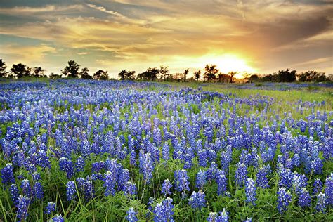 Wild Blue Bonnet Flower Field At Sunset By Chung Hu
